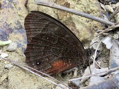 Pedaliodes zingara