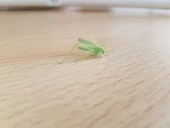 Meconema thalassinum