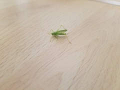 Meconema thalassinum