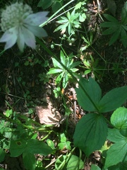 Astrantia maxima