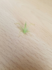 Meconema thalassinum