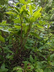 Exobasidium vaccinii-uliginosi