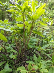 Exobasidium vaccinii-uliginosi