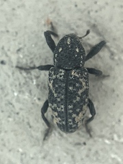 Tyloderma foveolatum