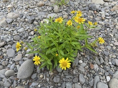 Arnica amplexicaulis