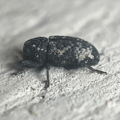 Tyloderma foveolatum