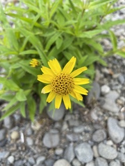 Arnica amplexicaulis