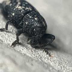 Tyloderma foveolatum