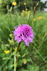 Traunsteinera globosa