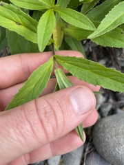 Arnica amplexicaulis