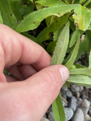 Arnica amplexicaulis