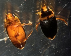 Copelatus irregularis