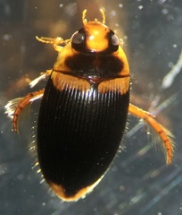 Copelatus irregularis
