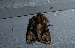 Ichneutica skelloni