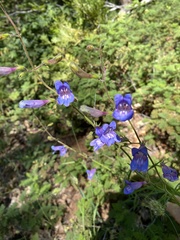 Penstemon azureus