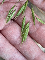 Bromus berteroanus