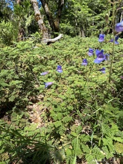 Penstemon azureus