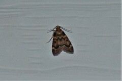 Aglossa disciferalis