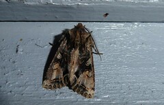 Ichneutica skelloni