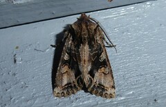 Ichneutica skelloni