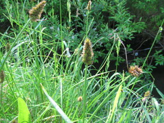 Carex vulpina