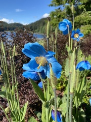 Meconopsis