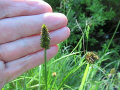 Carex vulpina