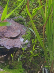 Dendrobium leptocladum