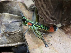 Paramastax rosenbergi