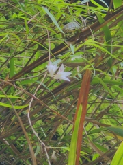 Dendrobium leptocladum