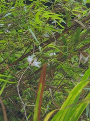 Dendrobium leptocladum