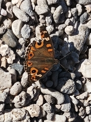 Junonia villida villida