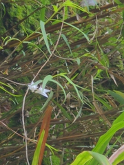 Dendrobium leptocladum