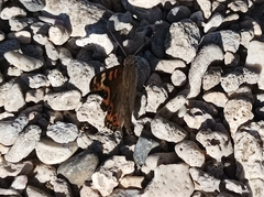 Junonia villida villida