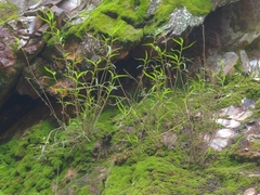 Dendrobium leptocladum