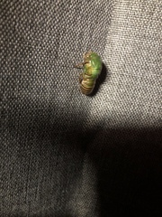 Okanagana viridis