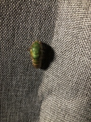 Okanagana viridis
