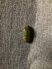 Okanagana viridis