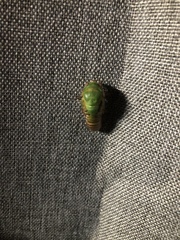 Okanagana viridis