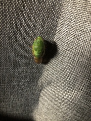 Okanagana viridis