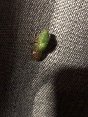 Okanagana viridis