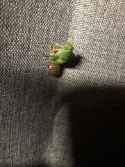 Okanagana viridis