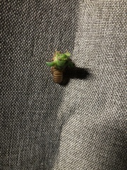 Okanagana viridis