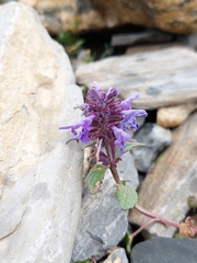 Dracocephalum nutans