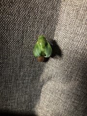 Okanagana viridis
