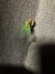 Okanagana viridis