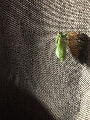 Okanagana viridis