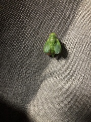 Okanagana viridis