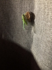 Okanagana viridis