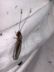 Ululodes macleayanus